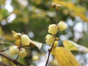 冬日花朵的神奇魅力（繁花盛开于寒冬）